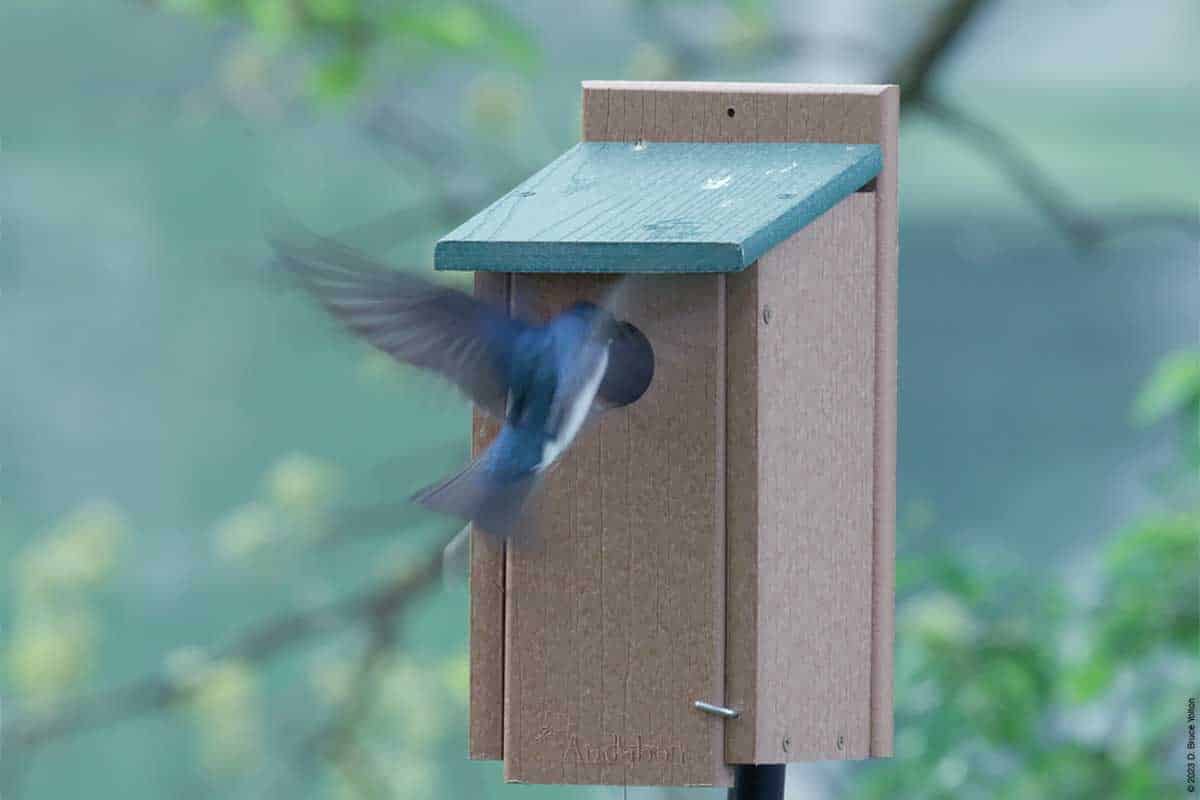 Tree Swallow Nest Building - Urban Hawks