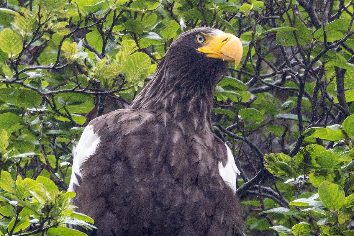 RARE BIRD ALERT: STELLER'S SEA-EAGLE - Maine Audubon