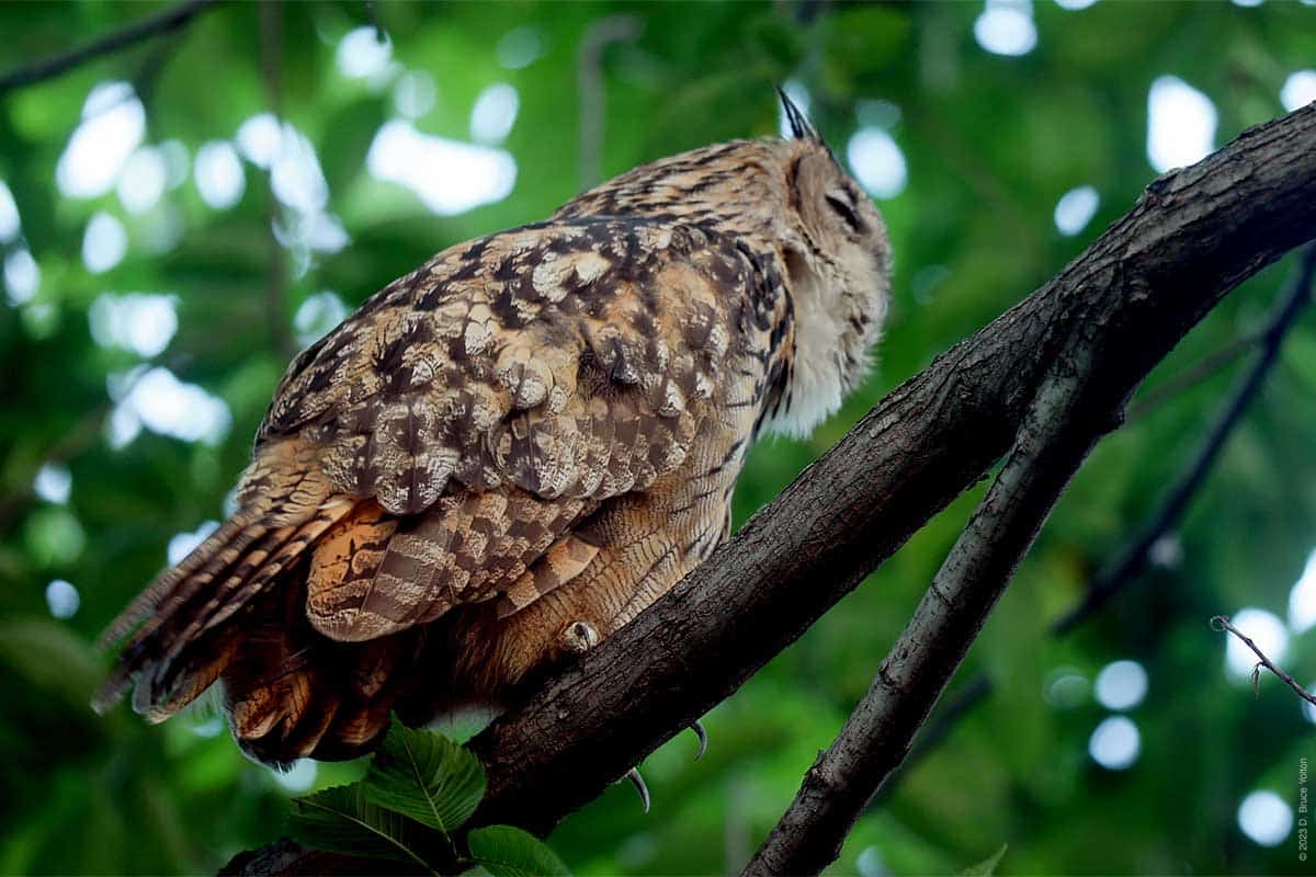 Eurasian Eagle-Owl, Continues In Snowy Owl Footsteps - Urban Hawks