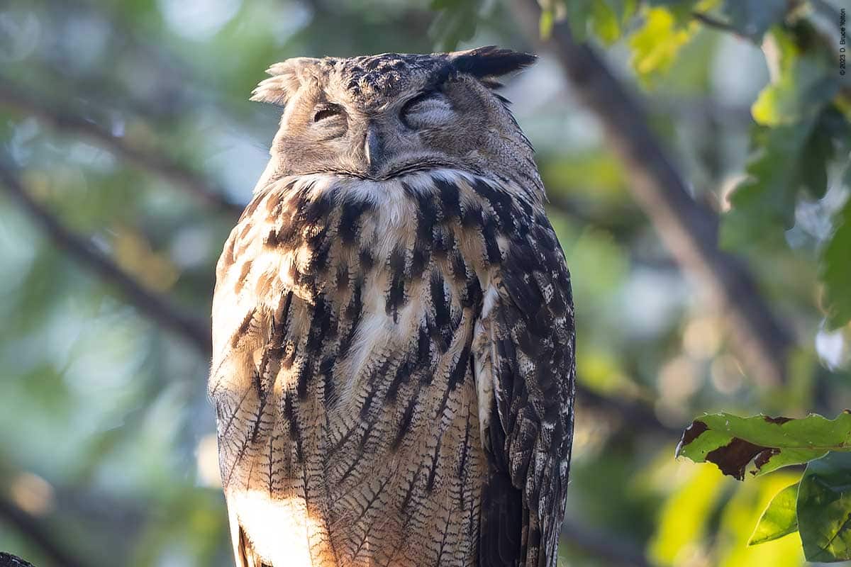 Eurasian Eagle-Owl, Same Old, Same Old - Urban Hawks