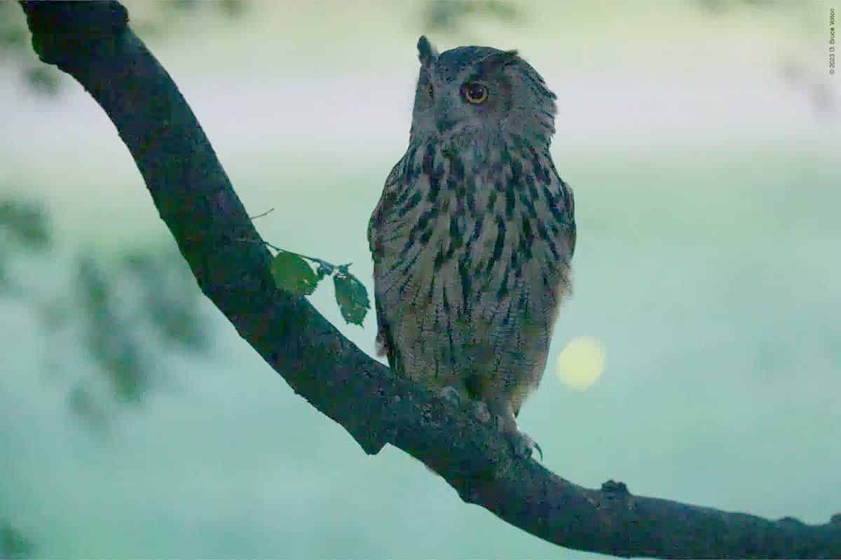 eurasian eagle owl flying