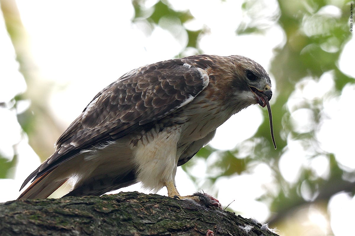 Red-tailed Hawk  The Peregrine Fund