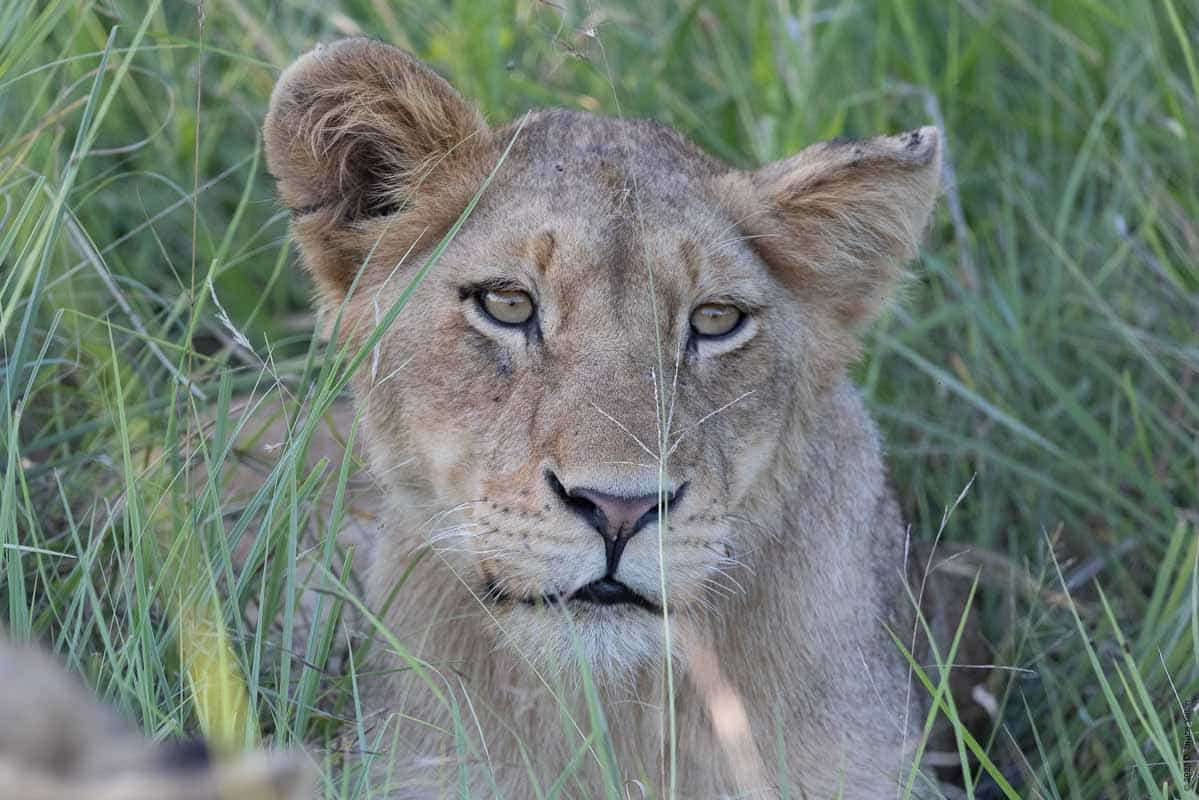 south african lion female